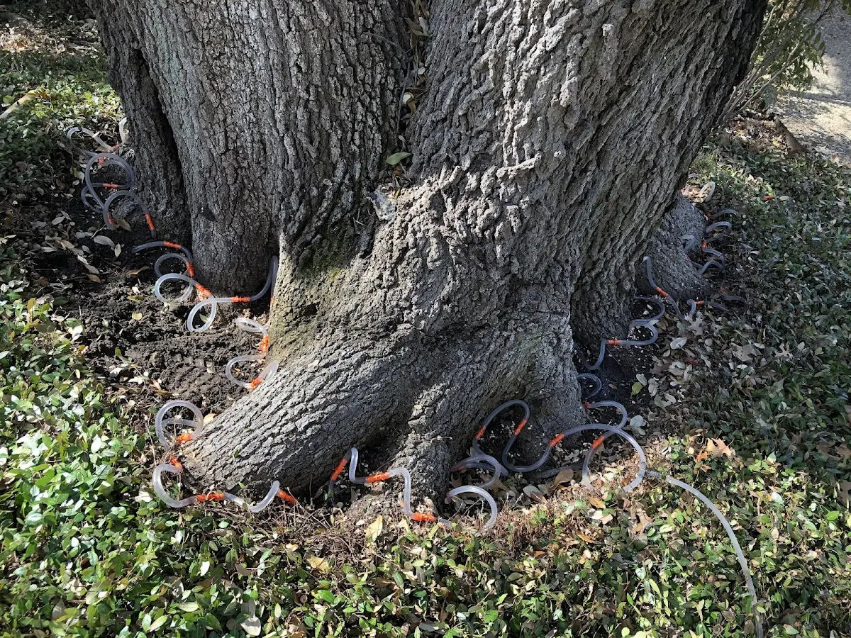 Detailed Tree Cabling and Bracing job site in Abilene